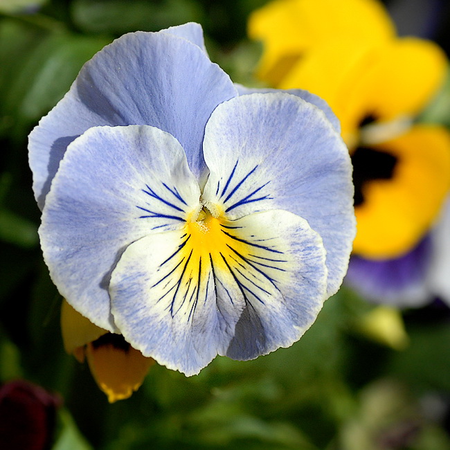 Blume DDD_4343 Kopie.jpg   26.04.jpg